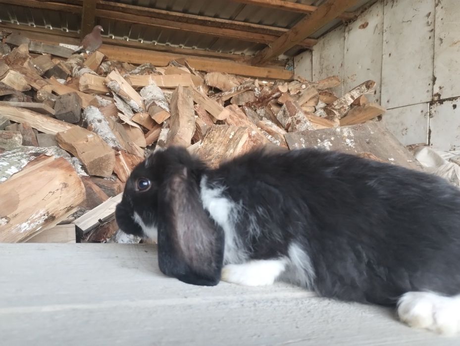 Sprzedam młode barany francuskie różne kolory