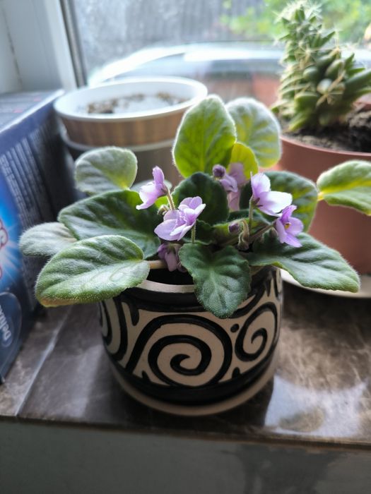 Фіалка в красивому горщику