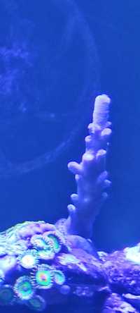 Acropora true blueberry austera szczepka koralowiec morski