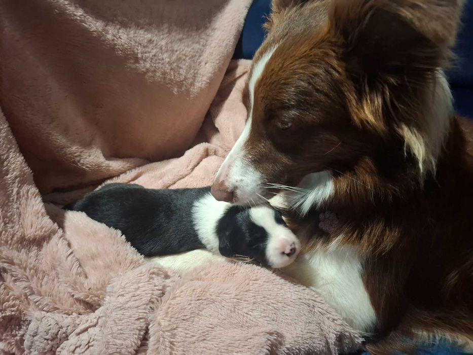 Border Collie Szczeniak z rodowodem, pies wychowany w domu.