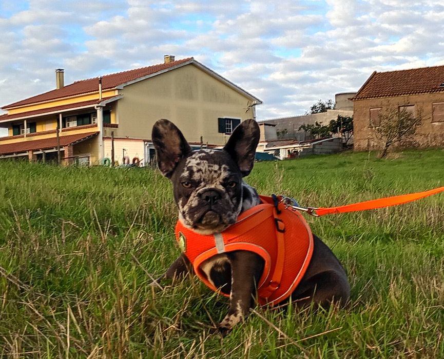 Bulldogue francês fêmea merle