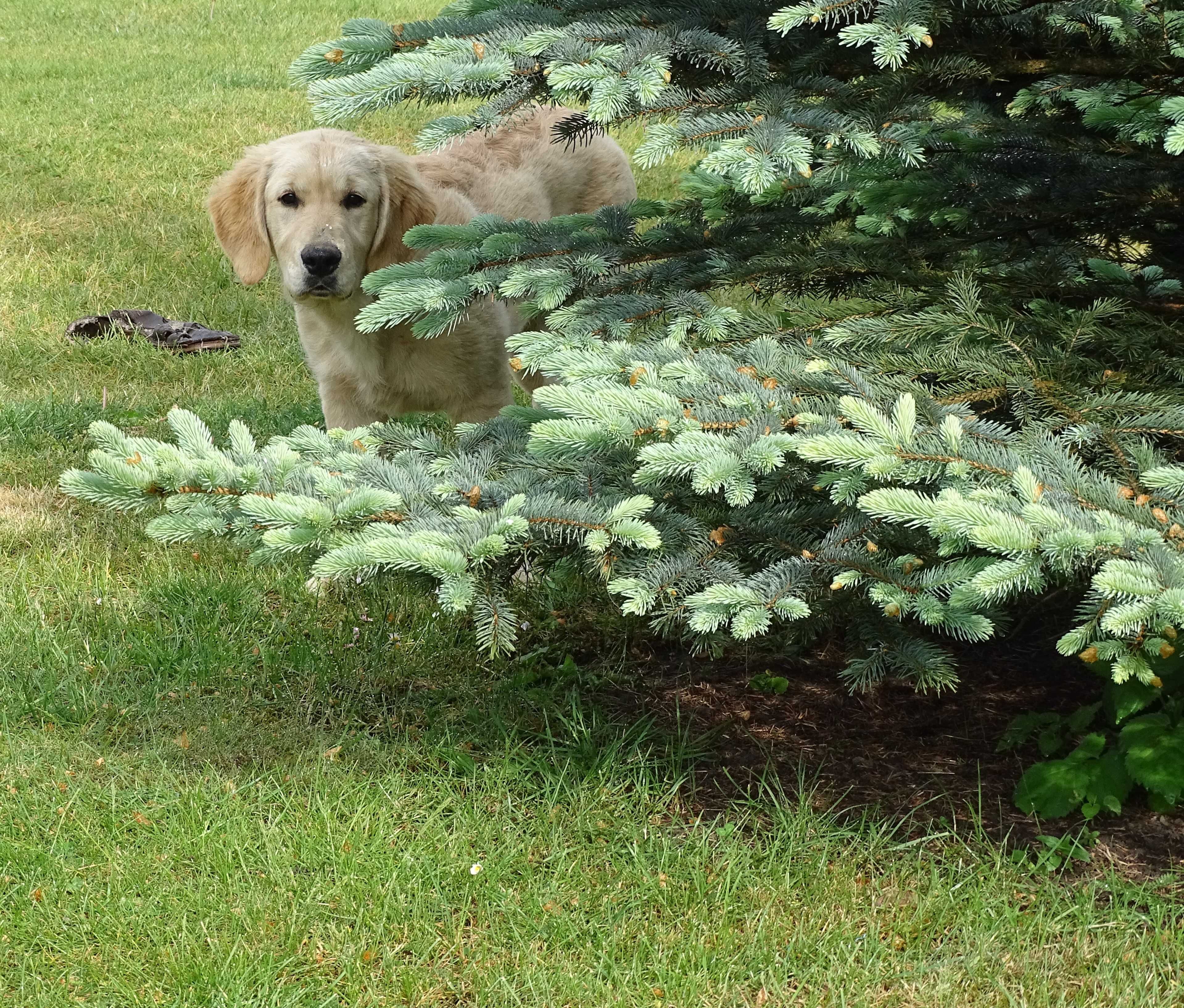 Golden retriever