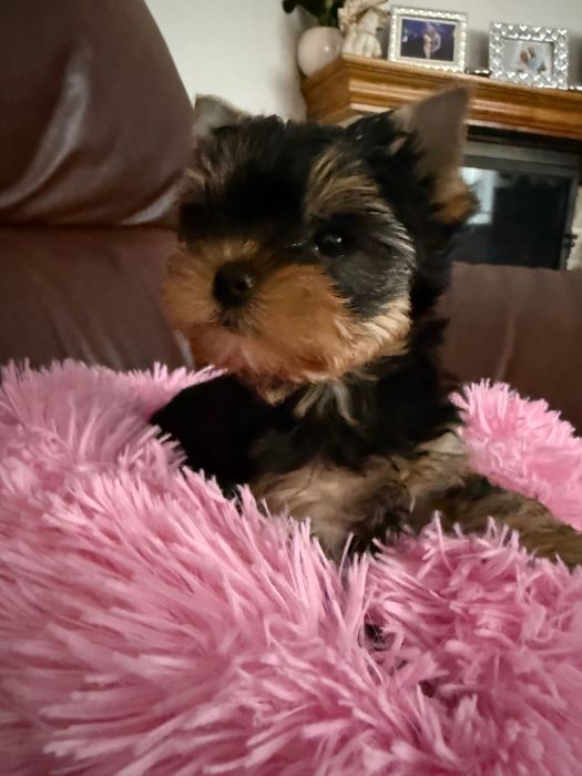 Yorkshire Terrier York ZKwP FCI śliczna dziewczynka