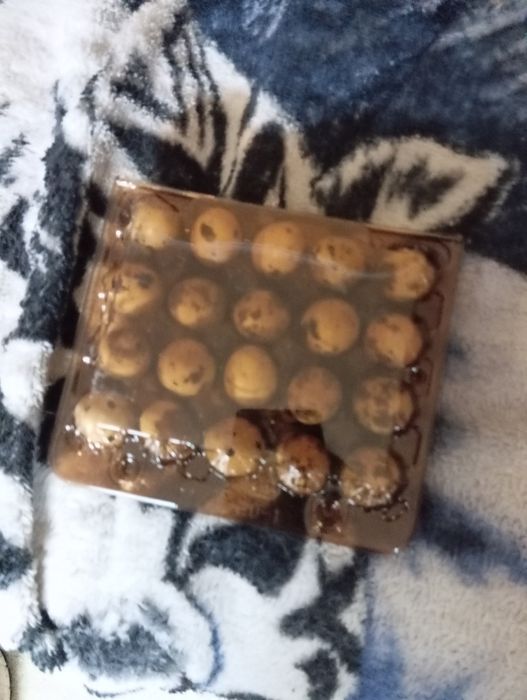 Яйця перепелині 20 шт.