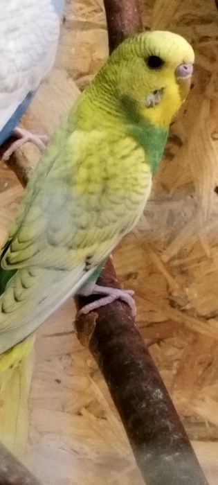 Witam sprzedam papugi faliste w różnych kolorach