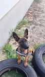 Owczarek belgijski Malinois suczka gotowa do odbioru