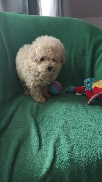 Maltipoo suczka Warszawa maltańczyk pudel