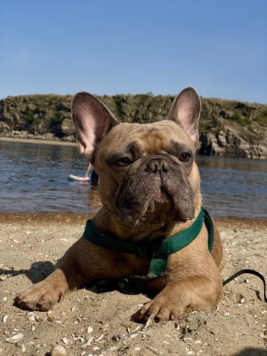 Вязка Французский бульдог