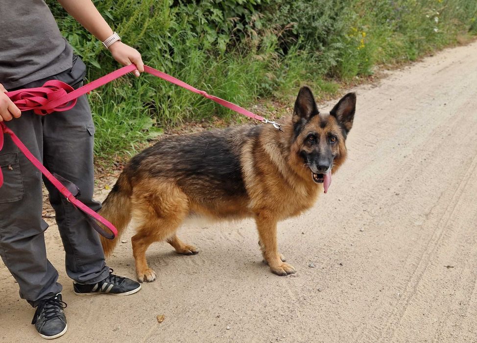 Hera, starsza owczarka czeka na dom