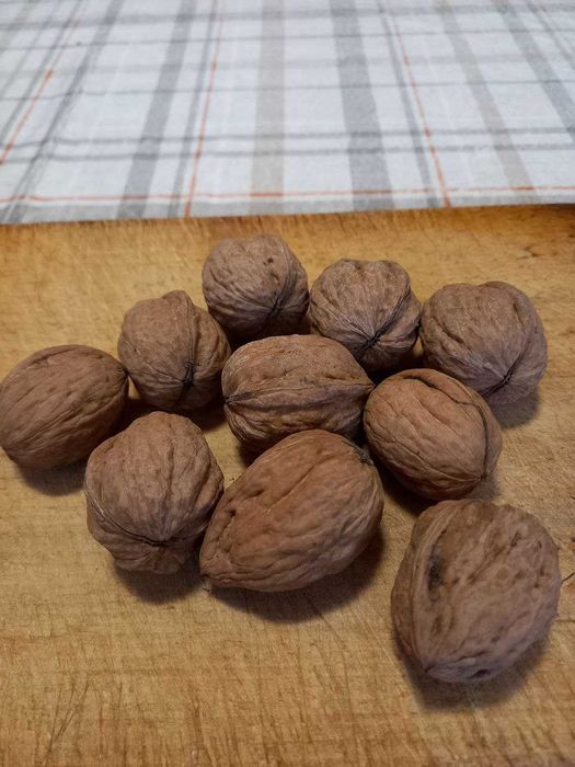 Продам волоський горіх 2025 року