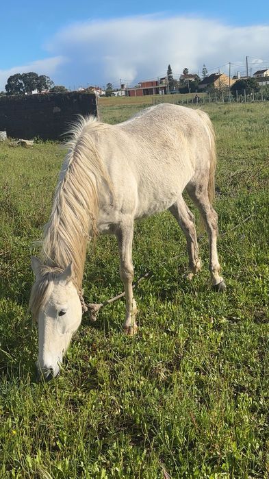 Vendo Égua Russa
