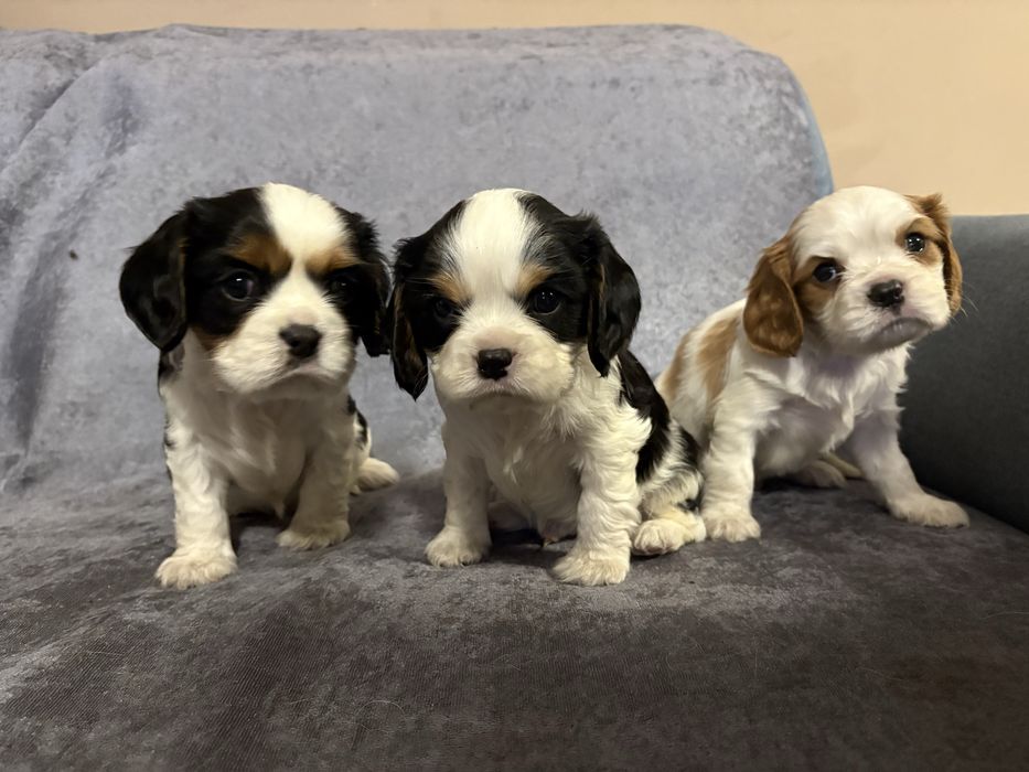 Do rezerwacji Cavalier King Charles Spaniel