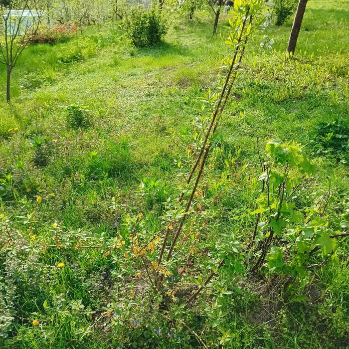 26. Duża sadzonka forsycji