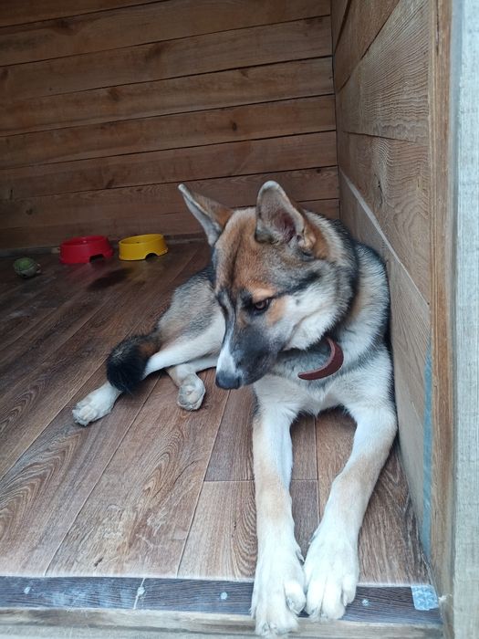 Передержка собачек  любих пород. Услуги животных Отель для собачек