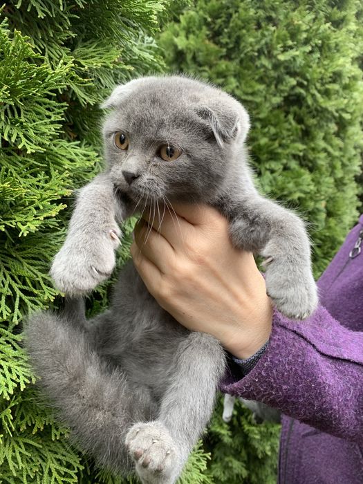 Продам кошенят Шотландців