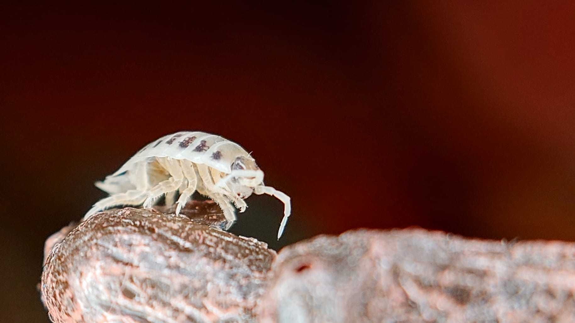 50 sztuk Isopody Porcellio laevis "diary cow" tzw krówk