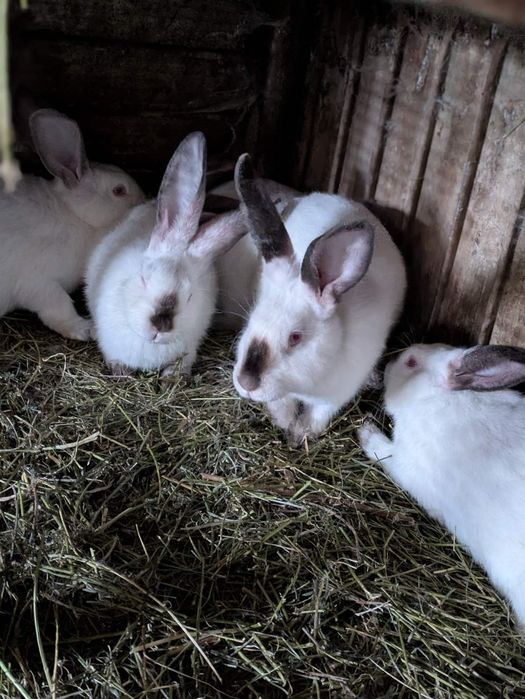 Кролі свійські різних порід