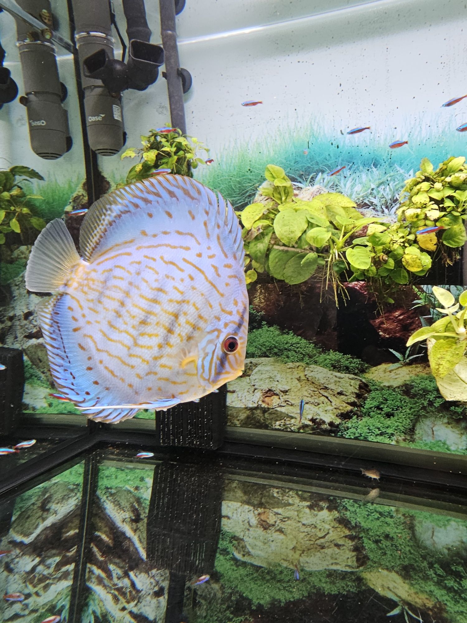 Discus Cobalto 14-15cm