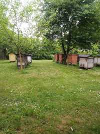 Pszczoły z ulami lub bez na ramce warszawskiej poszerzanej