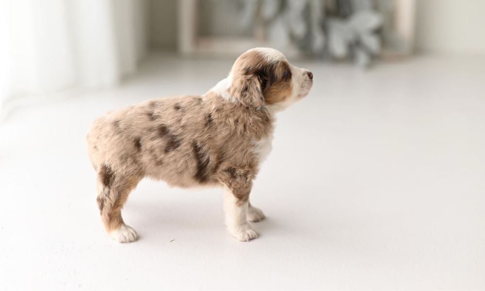 Rezerwacja/ Miniaturowy Owczarek Amerykański / piesek / red merle