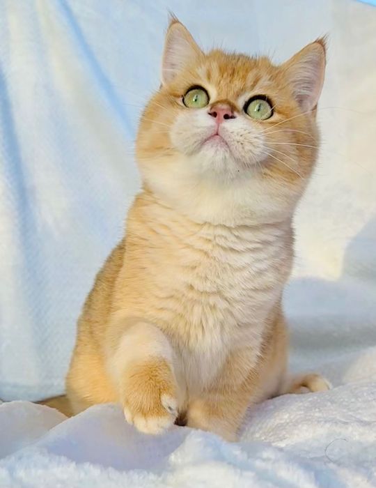 Британец золотая шиншилла