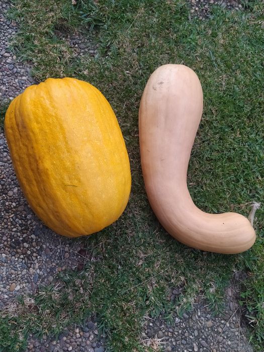 Abóboras e nozes biológicas