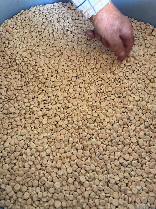 Tremoço biológico
