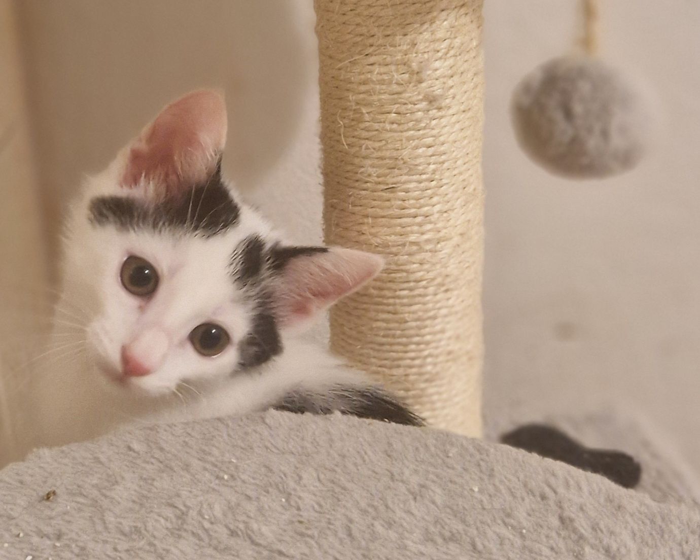 Figa i Felix dwa kociaki szukaja Tylko dobrego domu!