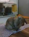 KRÓLIK mini lop samiczka, tylko odbiór osobisty!!!