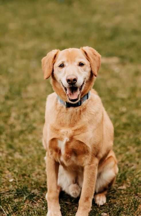 Goldi poleca się do adopcji!!!