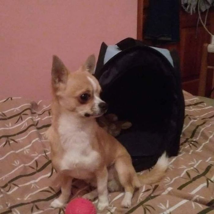 Вязка ждём свою возлюбленную чихуахуа