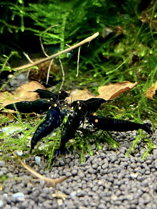 Krewetki Black Devil OE Tiger Caridina