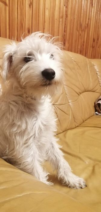 sznaucer miniaturowy miniatura biały samiec pies