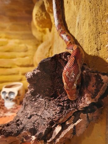 Wąż zbożowy, terrarium