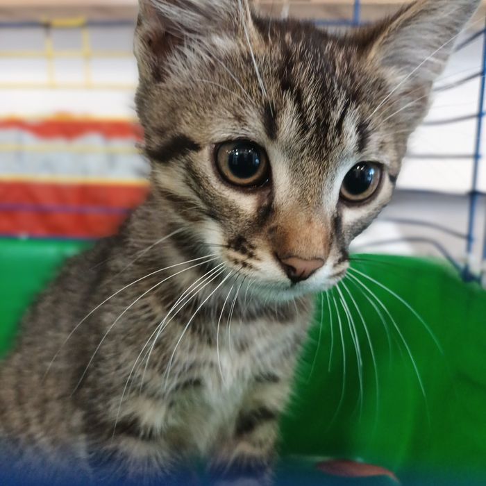 Котенок мальчик 3 мес