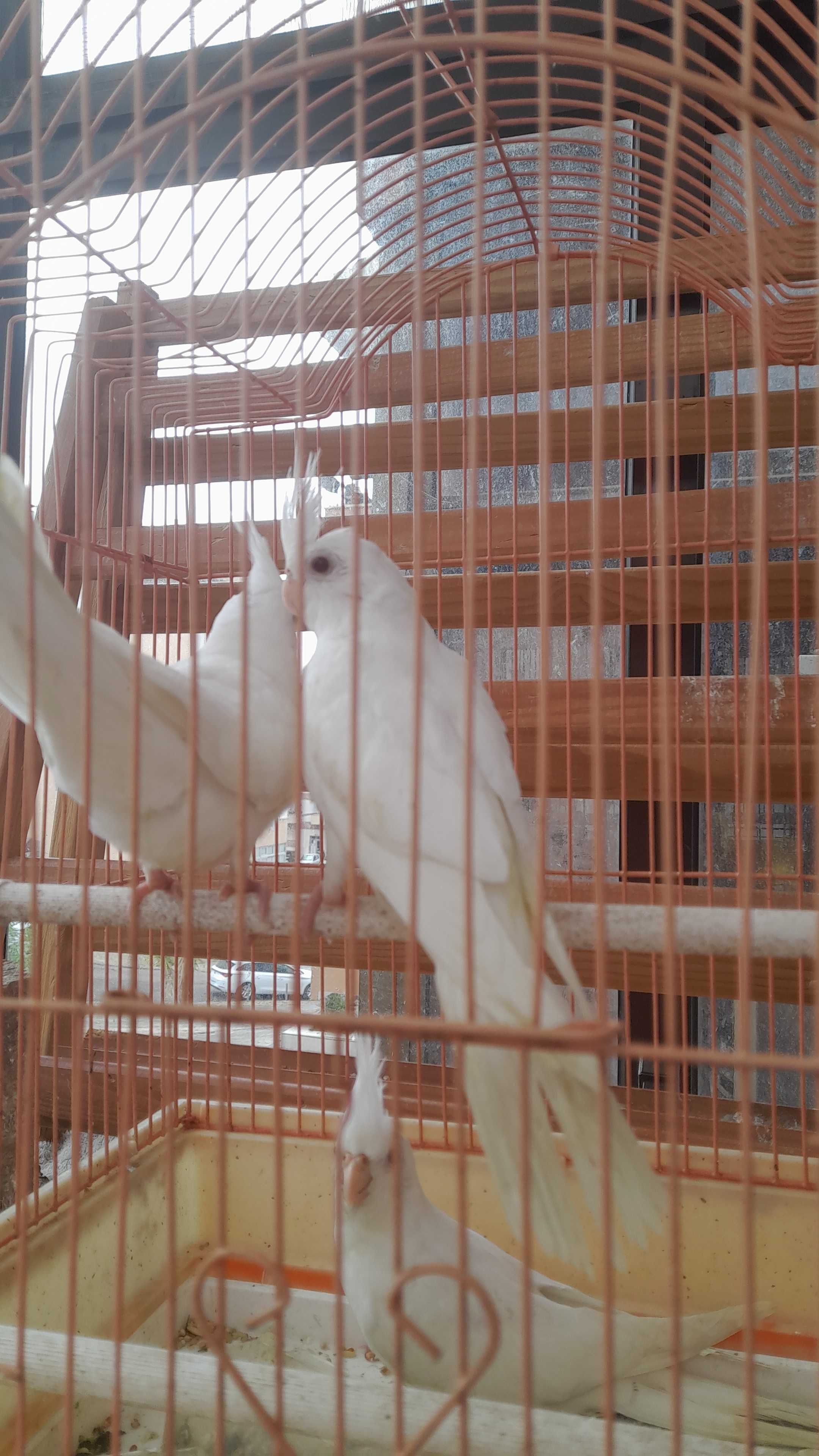 Caturra albina branca