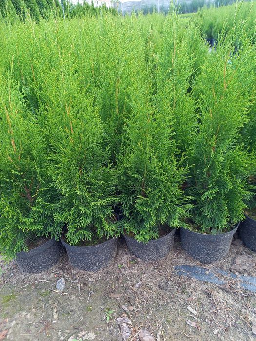 Kora sosnowa dekoracyjna, mielona.Katalpa.Tuja szmaragd,sosny, świerki