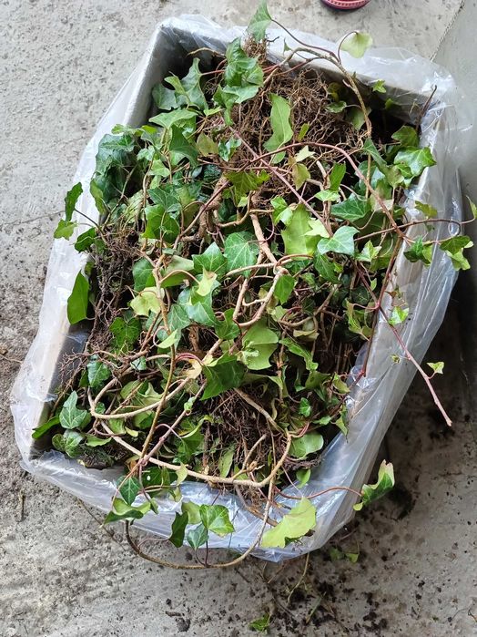 ПЛЮЩ завер.сезону в наявності, вічнозелений!