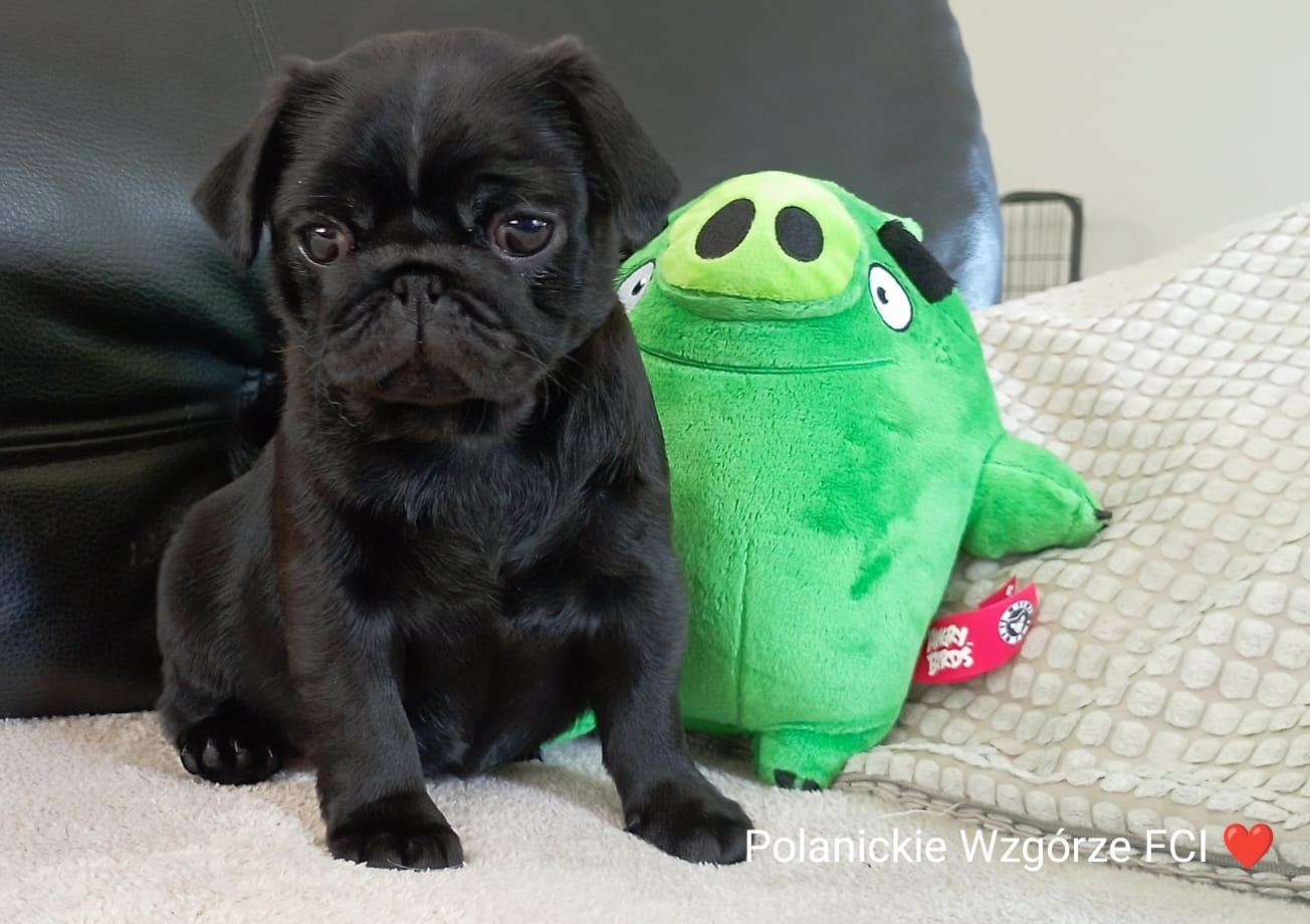 Mops suczka ZKwP (FCI)