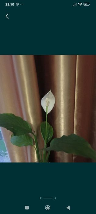 Вазон спатифілум, кімнатна рослина