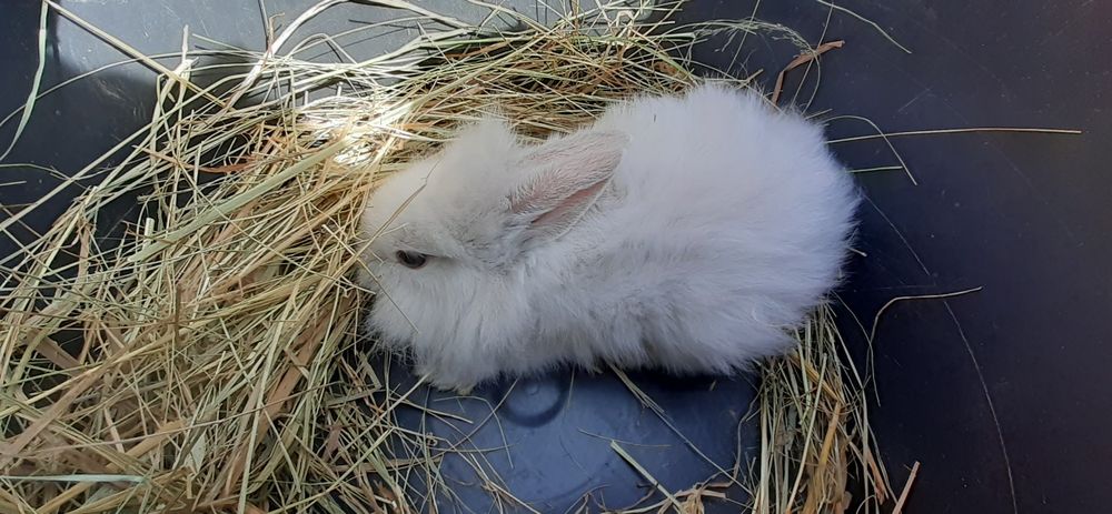 Kroliczki miniaturki Lwy !