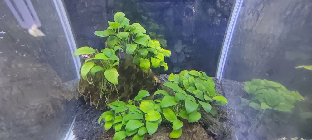 3 Pedras com anubias