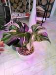 Monstera Deliciosa Mint White Monster