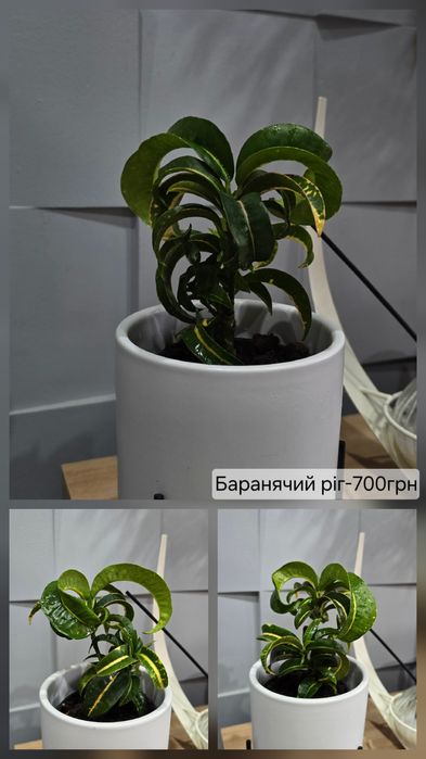 Домашня колекція фікусів й кротонів