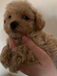 Maltipoo  Maltanczyk & Pudel  dziewczynka