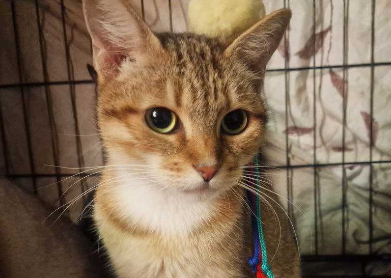 Неймовірно ласкава і мила киця Лейла шукає дім, 1.5 р, кішка, кошка