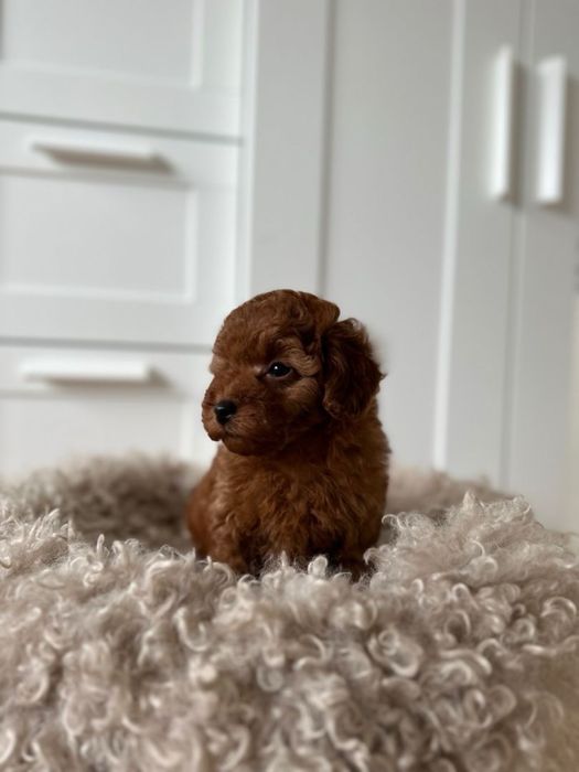 ‼️Exclusive‼️Київ Мальтипу ред браун/maltipoo Міні Мальтипу