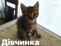 Віддам котиків в хороші руки