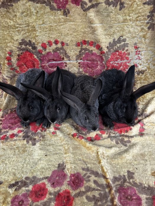 Кролі Обмін помість