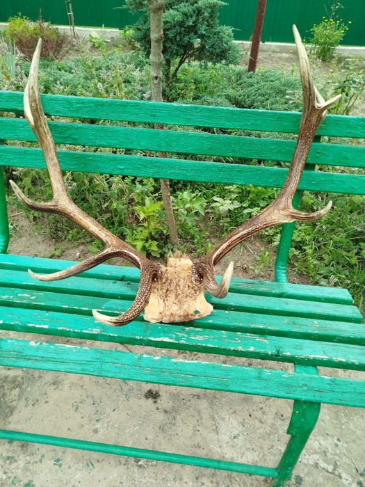 Ексклюзивні роги ізюбра: Рідкісна колекція для справжніх цінителів